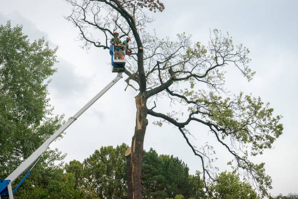 Best Tree Maintenance Programs  in Indian River, MI