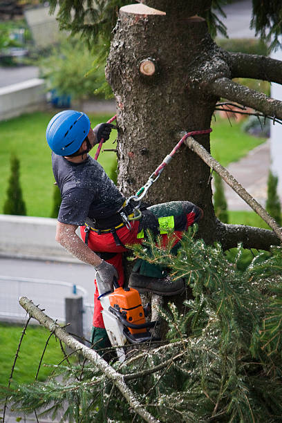 How Our Tree Care Process Works  in  Indian River, MI